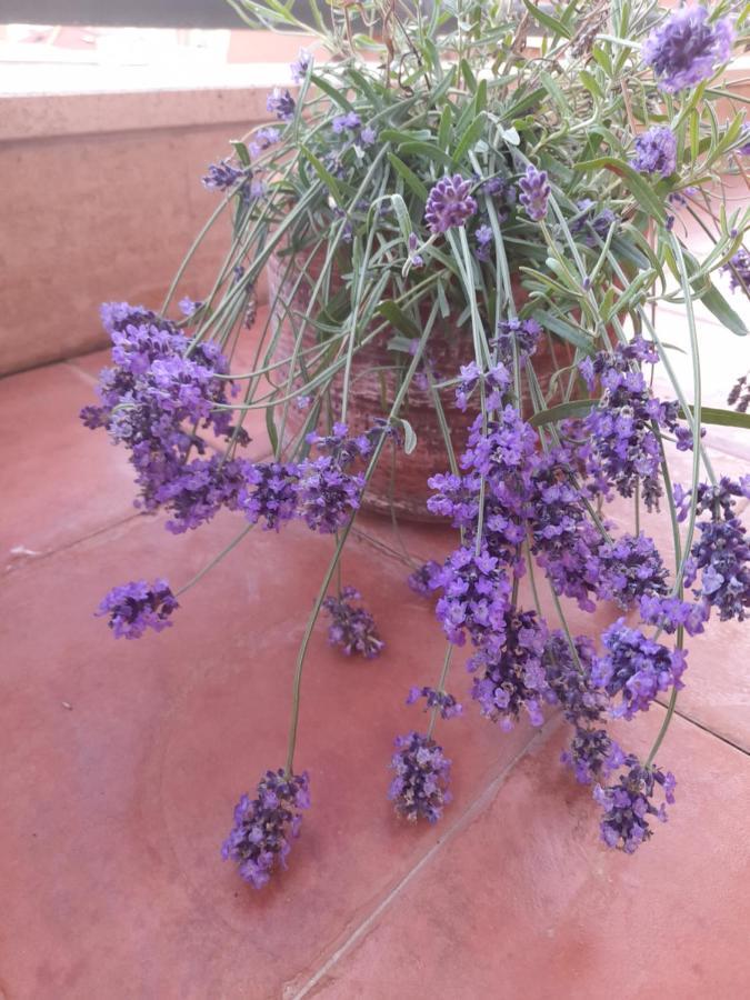 Sea View Penthouse With Beautiful Terrace - Casa Verdi Jayanti *
